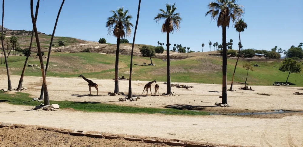 20190827_121101 הספארי בסן דייגו