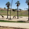 הספארי בסן דייגו