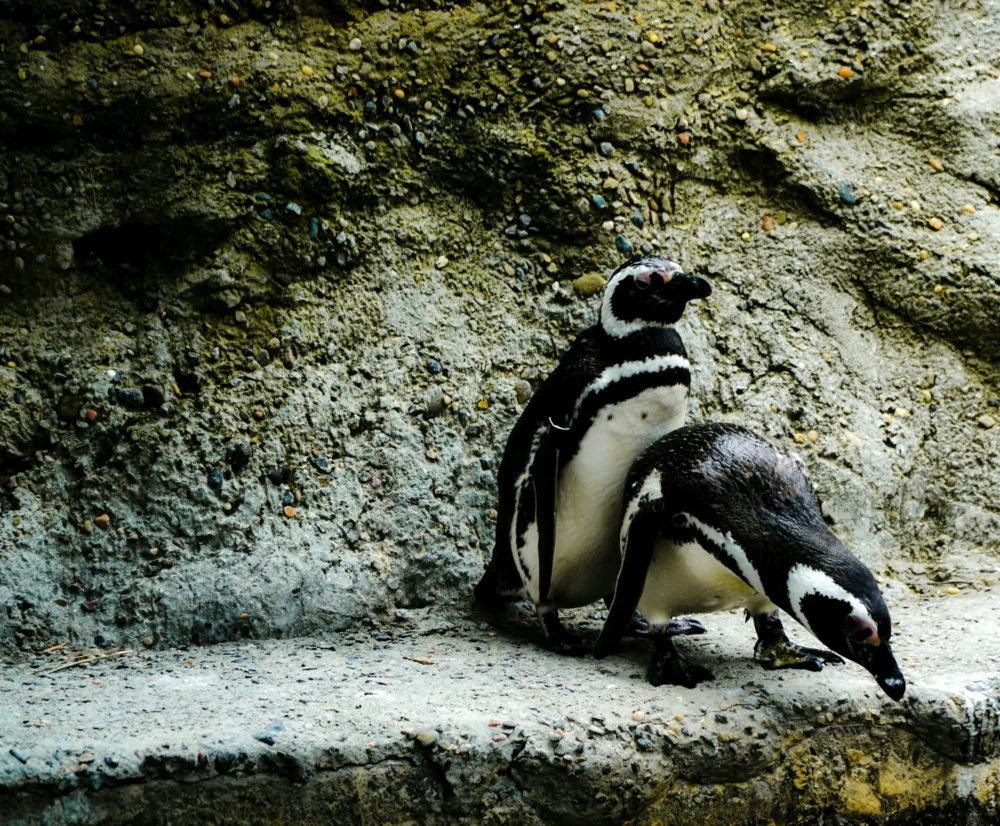 casey-horner-M5FmfzXDYAM-unsplash גן החיות של סן פרנסיסקו