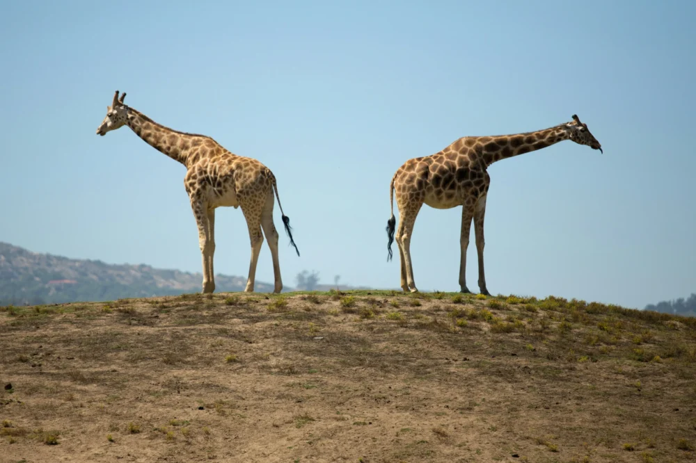 cathy-schwamberger-2qliDTZmmng-unsplash הספארי בסן דייגו
