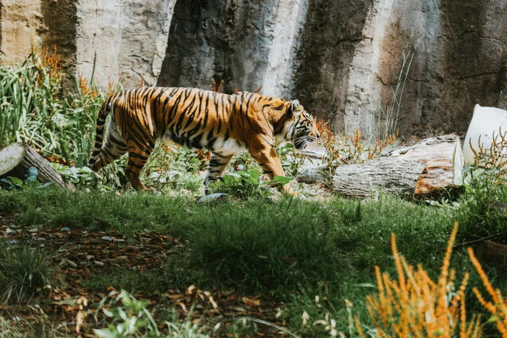 craig-pattenaude-rWF9aPvO6j4-unsplash גן החיות של סן פרנסיסקו