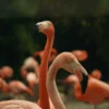 הספארי בסן דייגו