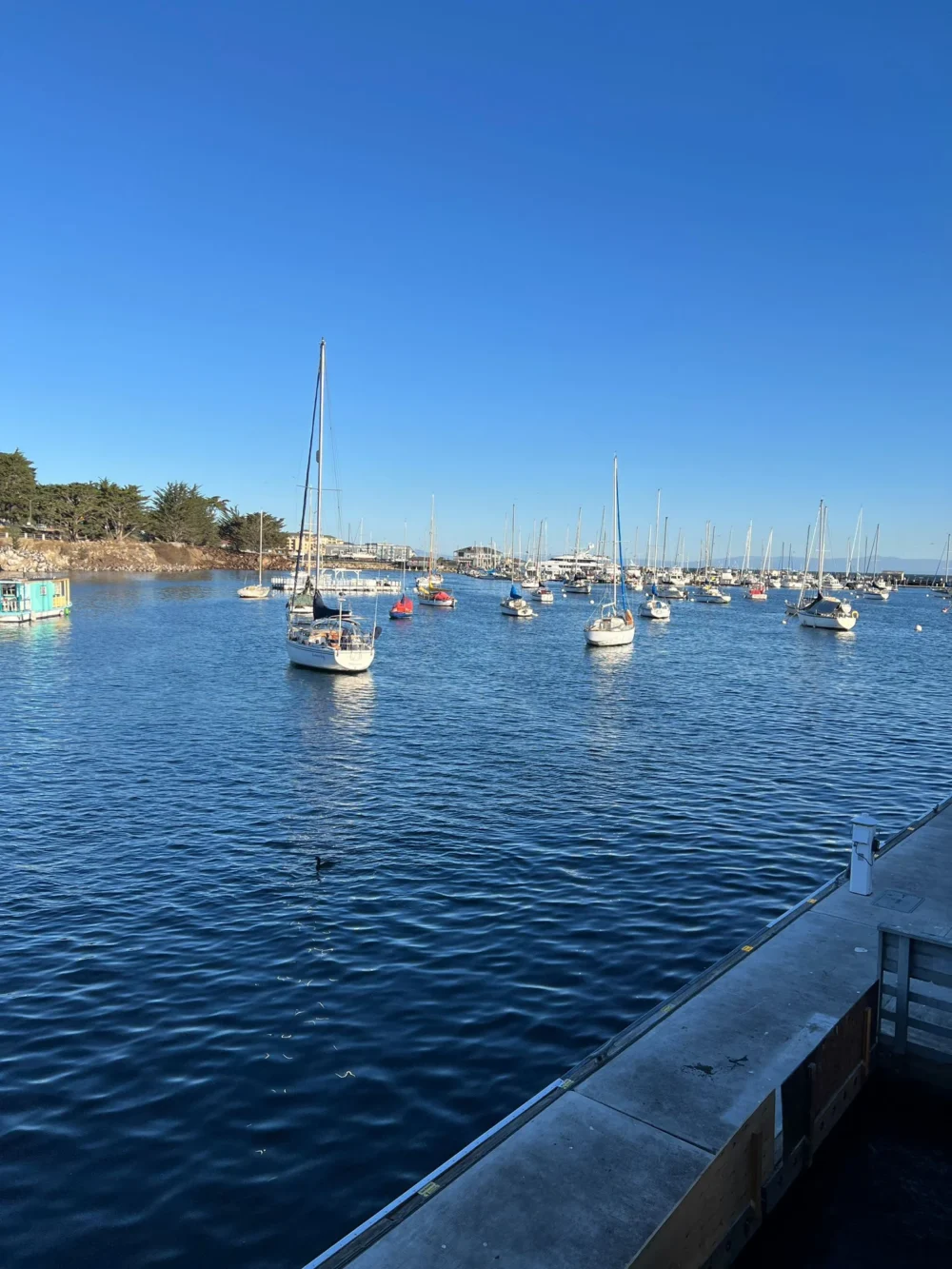 IMG-20250617-WA0017 סיור קיאקים במונטריי Monterey Kayak Tour