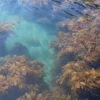 סיור קיאקים במונטריי Monterey Kayak Tour