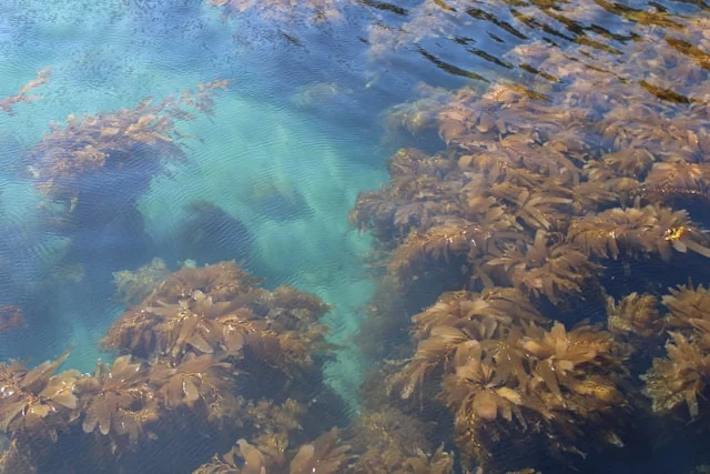 jolea-schwindt-cjcbVvXCrhE-unsplash סיור קיאקים במונטריי Monterey Kayak Tour