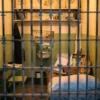 סיור בכלא אלקטרז Alcatraz Self-Guided Tour