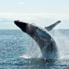 שייט לוויתנים ודולפינים במונטריי Princess Monterey Whale Watching Tour