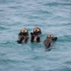 סיור קיאקים במונטריי Monterey Kayak Tour