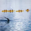 סיור קיאקים במונטריי Monterey Kayak Tour