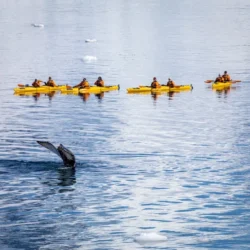 סיור קיאקים במונטריי Monterey Kayak Tour