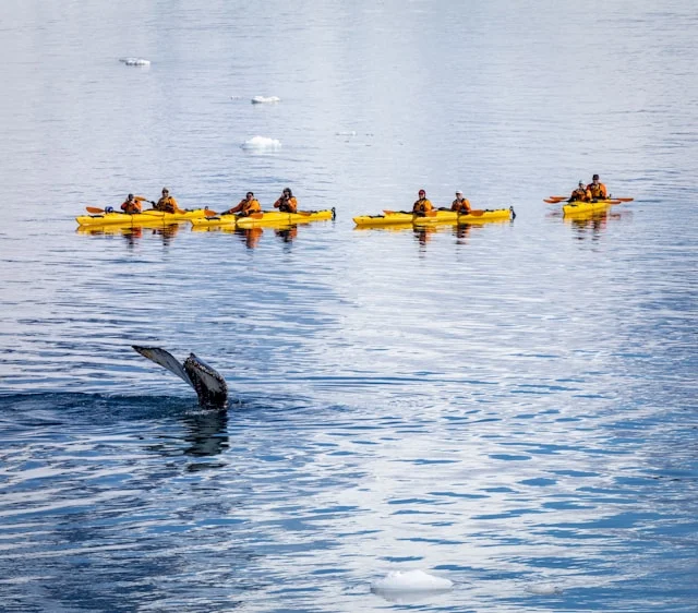 קיאקים במונטריי 2 סיור קיאקים במונטריי Monterey Kayak Tour