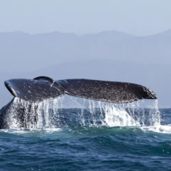 שייט לוויתנים ודולפינים במונטריי Princess Monterey Whale Watching Tour